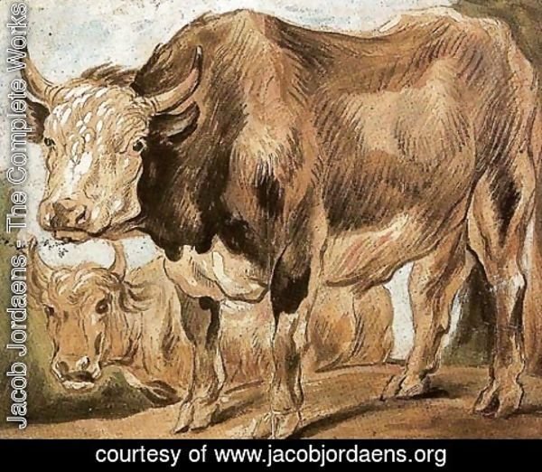 Jacob Jordaens - Two Standing Oxes, Facing Left
